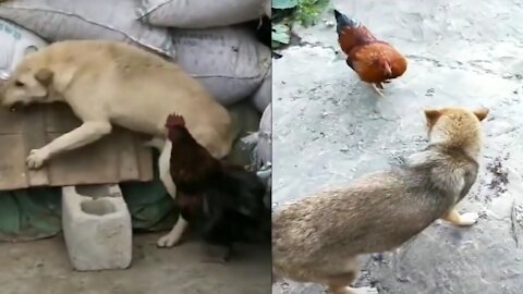 Funny Dog VS Cock Fight