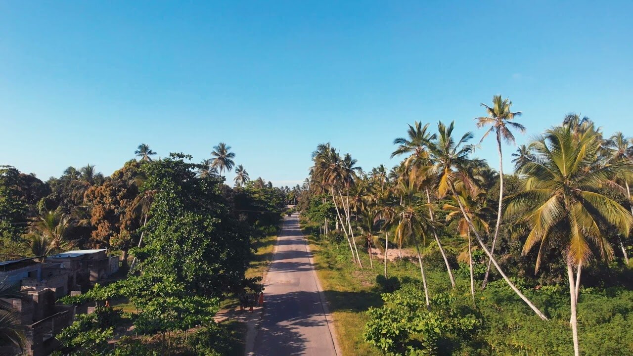 Road and palm trees top view just awesome view