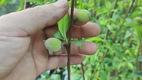 frutíferas produzindo em vaso pitanga e gabiroba do cerrado jabuticaba Sabará e branca manga bourbon