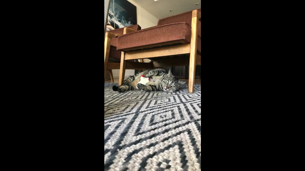 Cat Nip Toy Makes Cat Act Crazy