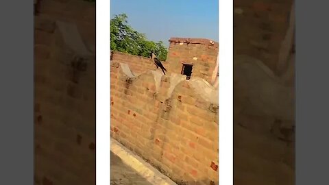 nature #youtubeshorts #shortsviral #vlogger #gaming #entertainment #enjoy #vlog