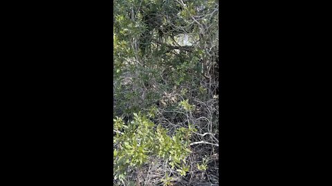 Survival EDC Gear: Confusing Camo Part One