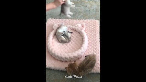 Funny cat