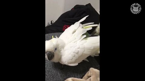 Try Not To Laugh | Funny Birds Video Compilation