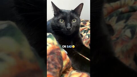 Or it’s depression… #cat #blackcat #leonthecatdad #relatable #relationship #depressed #sarcasm