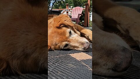 Mr. Titan Looking for a job #best #dog #life #goldenretriever
