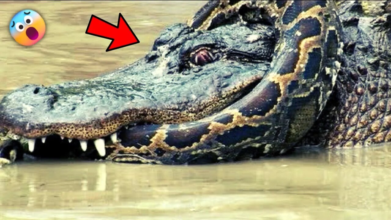 Python Vs Alligator Battle Top 5 Unbelievable Moments | DEATH-MATCH