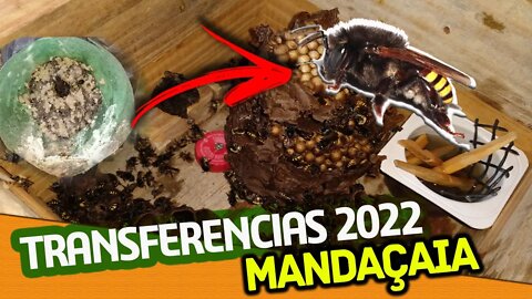 TRANSFERÊNCIA DE MANDAÇAIA