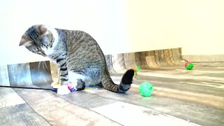 Kitten Rudolph Plays again