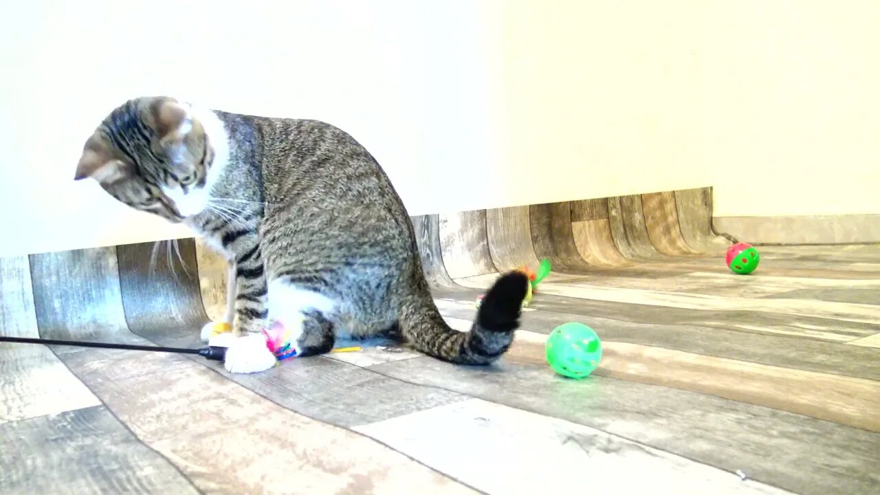 Kitten Rudolph Plays again