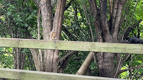 Red-Tailed and Black Squirrel