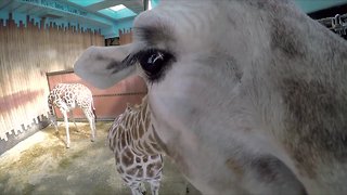 Milwaukee County Zoo bloopers