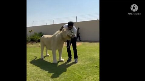 Loin can also become pets #loinking 🦁 #short