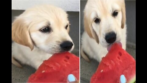 Dog eating watermelon 🍉 funny reaction videos