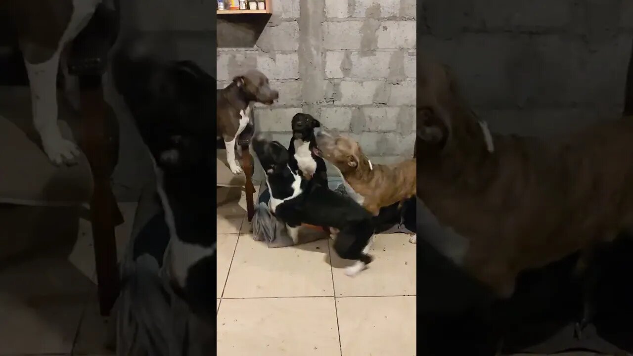 To Many Bulls