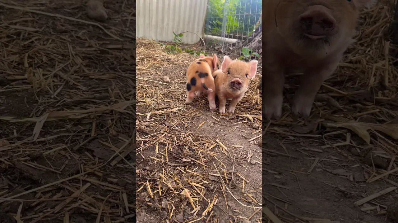 THIS FACE😍🐷 #pigs #piglets #kunekune #farmanimals #farmlife #homestead #piggy #foryou #fyp #happy