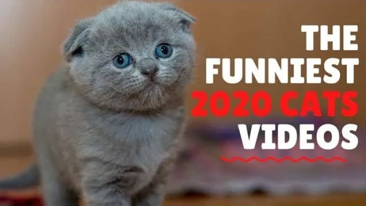 Best Funny Video 🤣🤣🤣