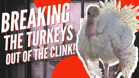 Breaking the turkeys out of the clink!