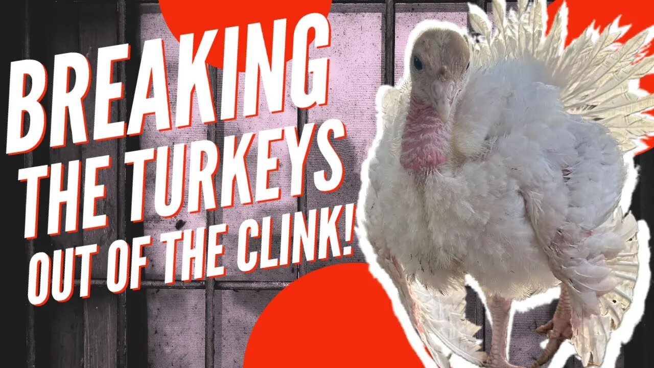 Breaking the turkeys out of the clink!