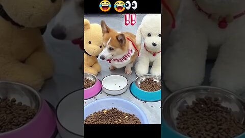 funny dog #funny #funnymoments #funniestmoments #funnyvideo #funnyvideos #funnyshorts
