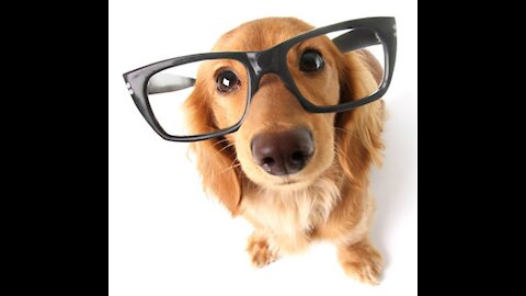 Having a Dog in an Apartment - Quick Tips