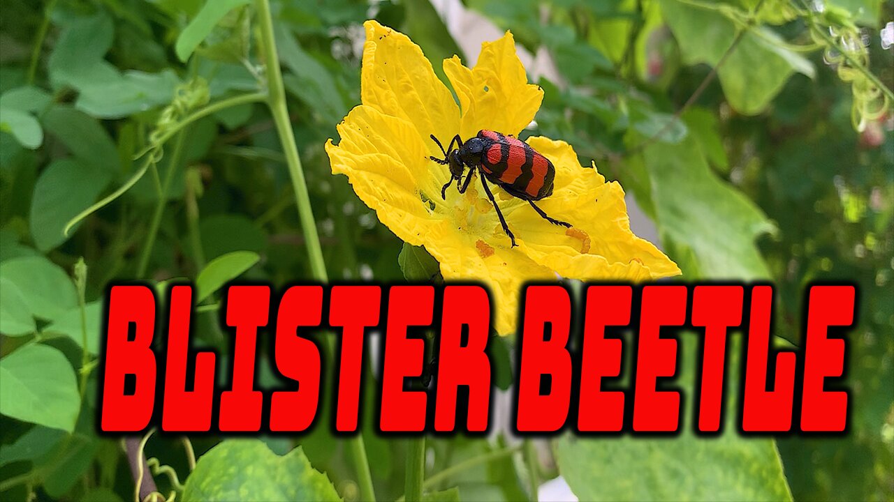 Blister Beetle