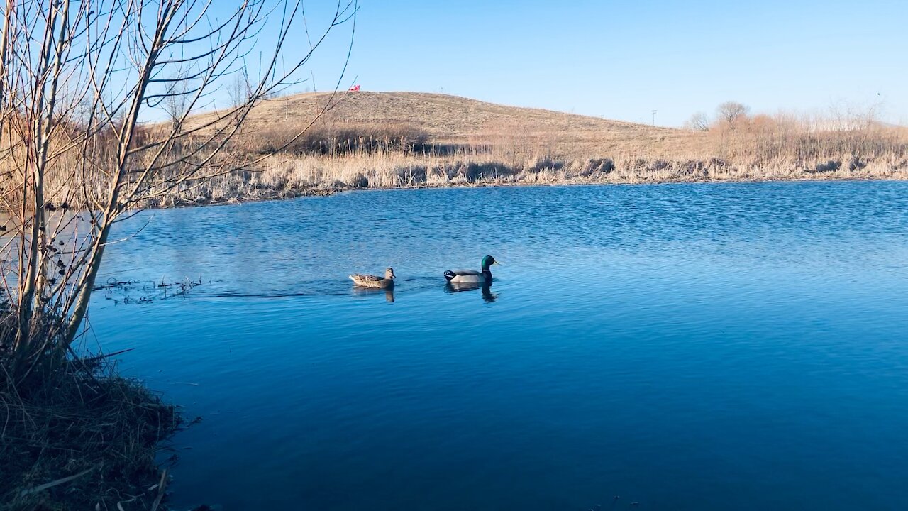 Canadian Ducks