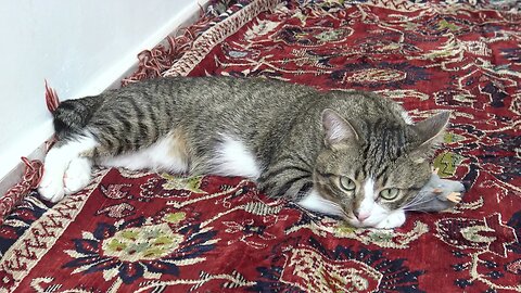 A Cat and His Mouse