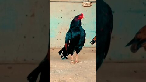 🔥Mianwali Aseel Murga🔥#rooster #youtubeshorts #aseelmurga#mianwali #mianwaliaseel #shorts #animals