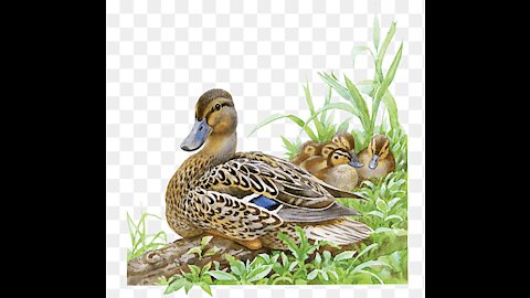 Funny Ducks with papa and mama ✇ ☐ ☒