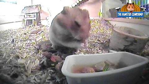The Hamster Compound #7 Making Soup