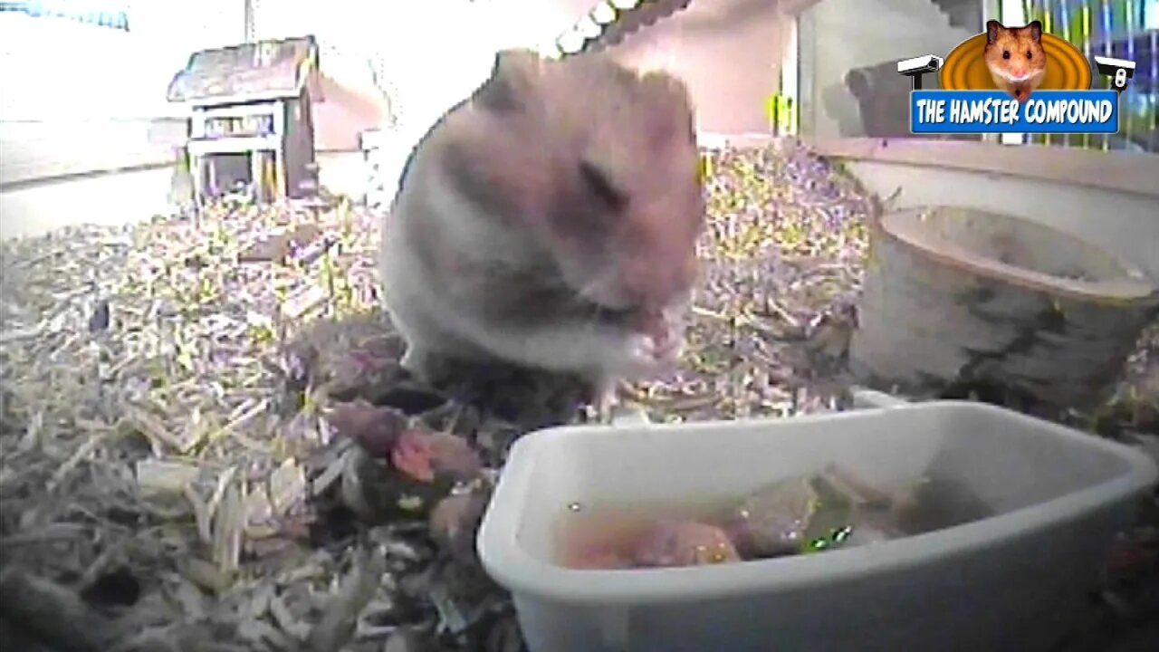 The Hamster Compound #7 Making Soup