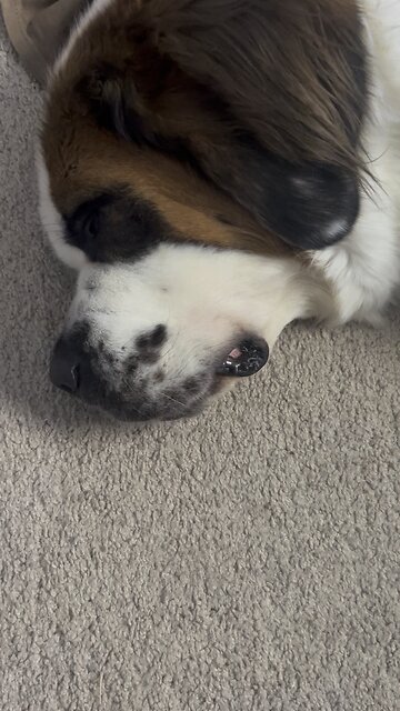 Lola the St. Bernard snoring