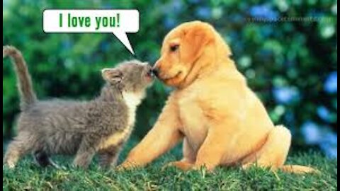 😍 Cute Cats and Funny Dogs Videos Compilation 2021 😍#alexshah2207