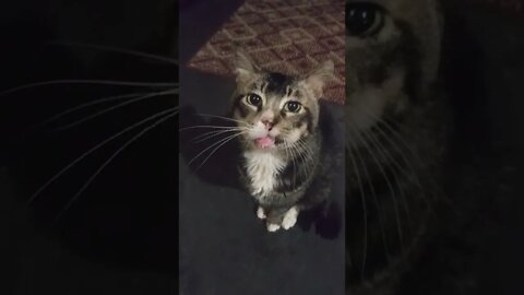 EVER SEEN A CAT EAT BROCCOLI