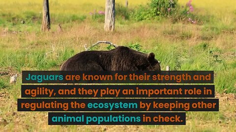 Fact About Amazon Forest