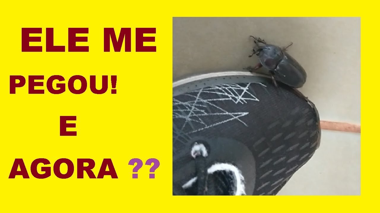 Ataque do besouro assassino! / Killer Beetle Attack! #shorts