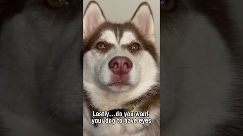 So…you want a husky??