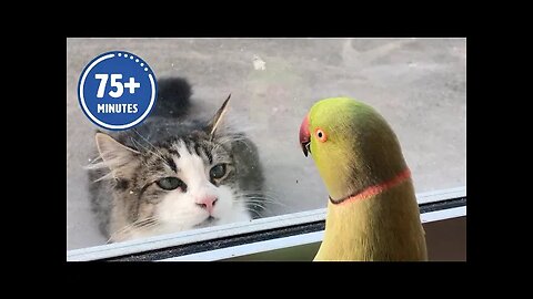 Cat funny videos new