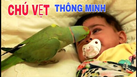 The parrot takes care of the baby "and is adorable