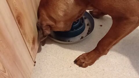 Slow Feeder Works For Greedy Rhodesian Ridgeback