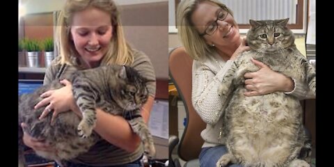 Top 10 World's Fattest Cats (REAL CATS!!!)