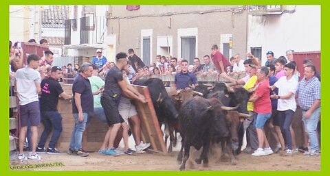 NOVILLAS ( ZARAGOZA ) TARDE VACAS EN CALLE ( JUEVES 12 OCTUBRE 2023 ) GANAD.HNOS.GRACIA