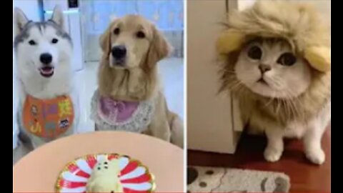 The Best Smart Cute And Funny Animals Videos Compilation