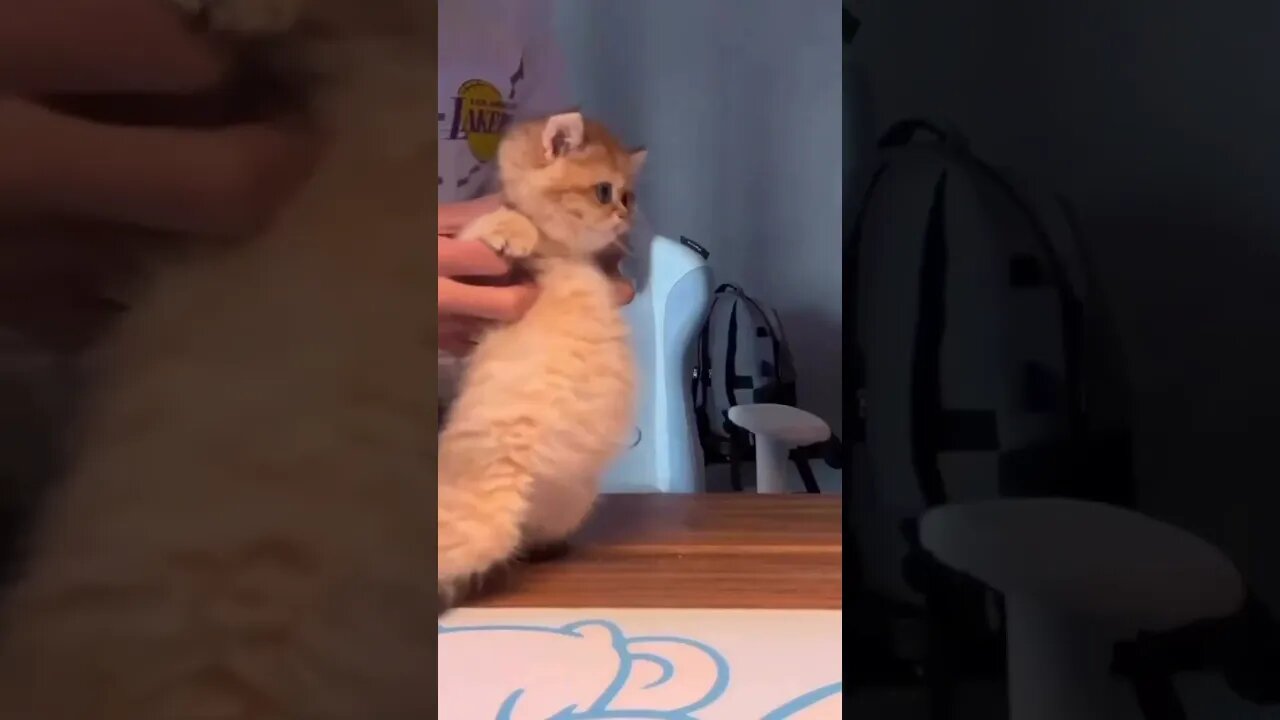 Cute Funny Cat - 82 #shorts #funny #animals