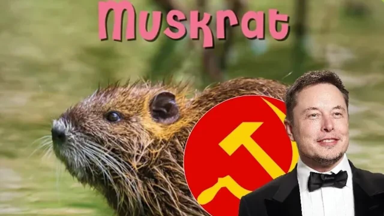 Fake 'free speech' Guru Elon Muskrat bashes TRUTH SOCIAL and TRUMP ahead of midterms.