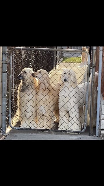 Curious Afghan Hounds