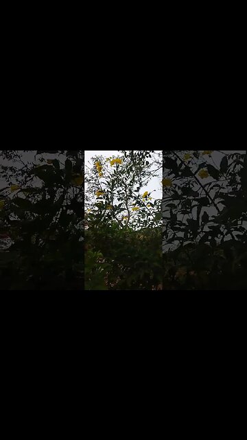 when flower flowers 🌺