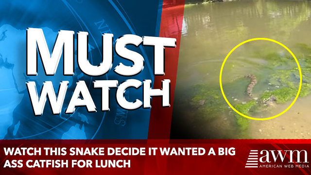 Watch this snake decide it wanted a big ass catfish for lunch