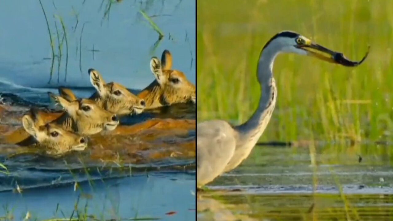 Animals wildlife